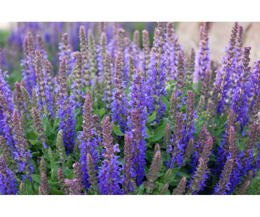 Sensation Deep Blue Sage